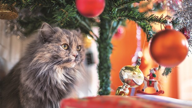 Comment protéger votre sapin de votre chat?