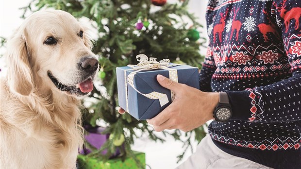 Cinq conseils pour que votre animal de compagnie passe un bon temps des Fêtes