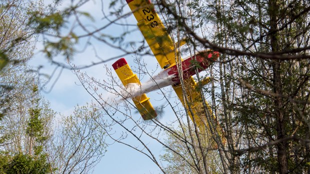 Feu de forêt à Saint-Épiphane