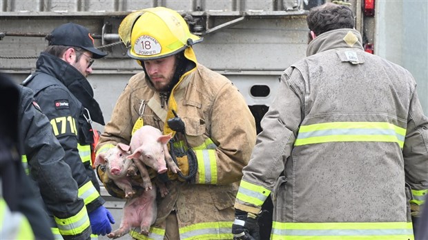 Un camion semi-remorque de porcelets se renverse à Saint-Arsène