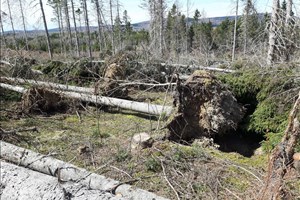 L’aménagement de la forêt privée : une solution pour l’avenir