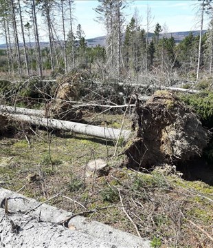 L’aménagement de la forêt privée : une solution pour l’avenir