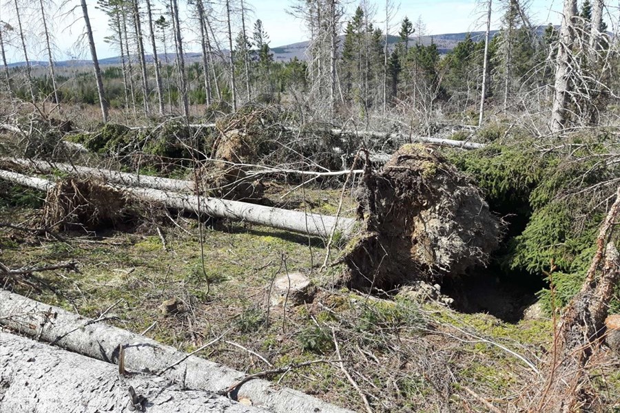 L’aménagement de la forêt privée : une solution pour l’avenir