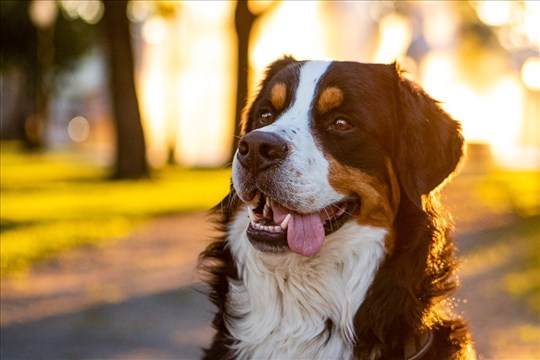  Le projet de Société protectrice des animaux sera repris par la MRC de Rivière-du-Loup