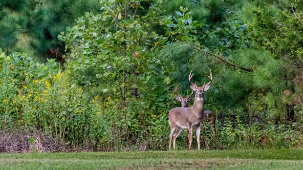 Chasse au cerf de Virginie : Québec interdit la vente et l'achat d'urine de cervidé