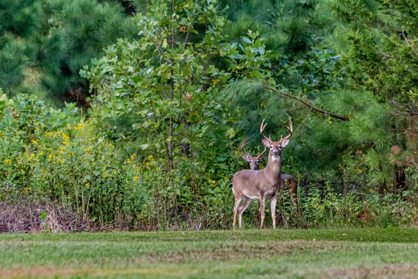 Quebec bans buying and selling of deer urine