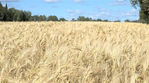 Lancement d’un programme de valorisation et de reconnaissance en agriculture 