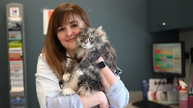 Interdiction de dégriffer les chats au Québec : «C’est une bonne nouvelle que tout le monde partage» -Heidi Pomerleau