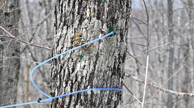 Les érables coulent déjà à flots dans le Bas-Saint-Laurent