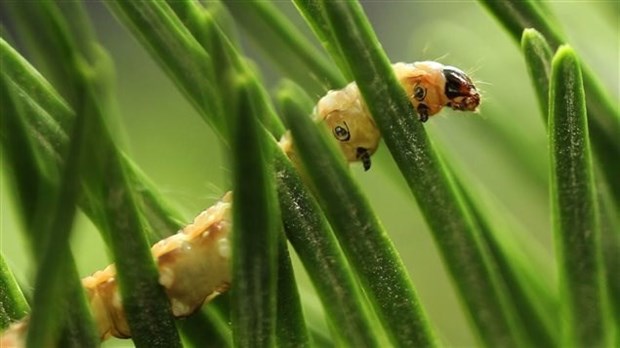  10 M$ pour la protection des forêts contre la tordeuse des bourgerons de l’épinette�