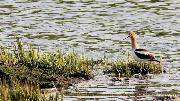 L'avocette d'Amérique attire son lot d'observateurs à la rivière des Trois Pistoles