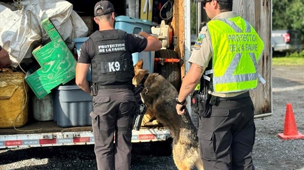 Une opération anti-braconnage à Rivière-du-Loup