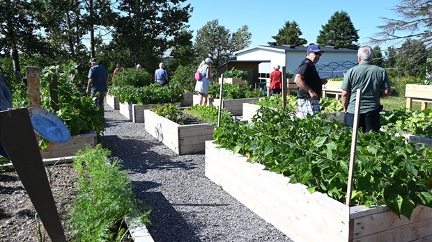 Un jardin partagé s’enracine dans la cour du Hub créatif de Saint-Hubert