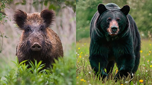 Fausse alerte: aucun sanglier ou ours en vue à Témiscouata-sur-le-Lac