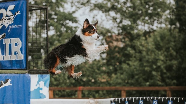 Une année record pour le Grand Festival Canin de Dégelis