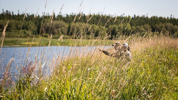 Importante restauration de marais côtiers à L’Isle-Verte