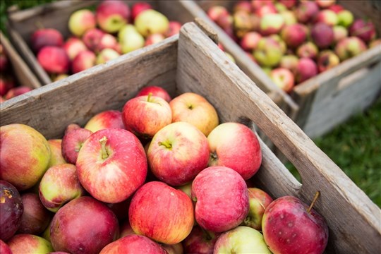 L’autocueillette de pommes commencée à la Manne rouge je récolte