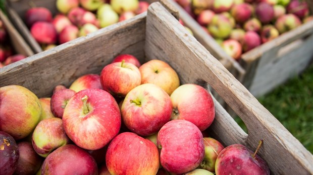 L’autocueillette de pommes commencée à la Manne rouge je récolte