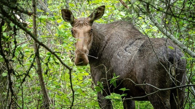 Conseils pour une saison de la chasse sécuritaire