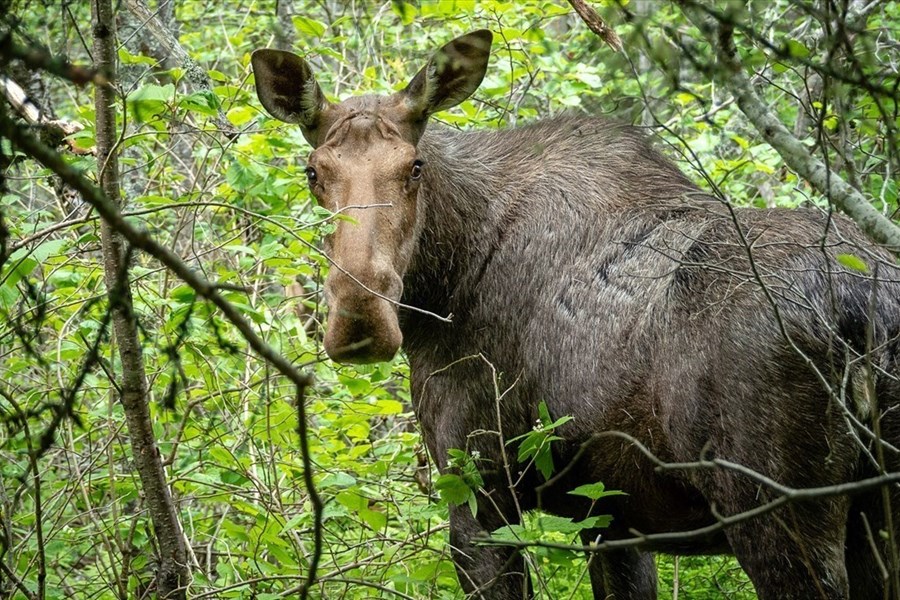 Conseils pour une saison de la chasse sécuritaire