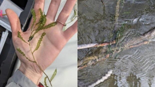 Une nouvelle espèce exotique envahissante au Bas-Saint-Laurent : le Potamot crépu