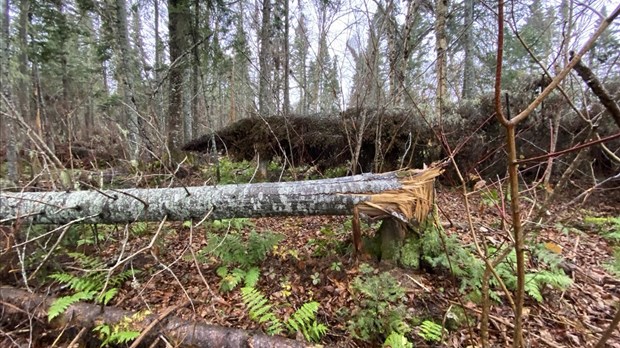 Une récupération urgente du bois est planifiée en forêt publique au Bas-Saint-Laurent