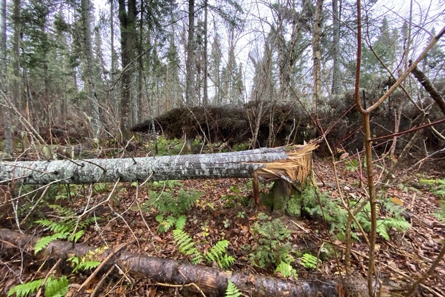 Une récupération urgente du bois est planifiée en forêt publique au Bas-Saint-Laurent